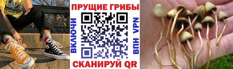 цены наркотик Кохма Псилоцибиновые грибы прущие грибы